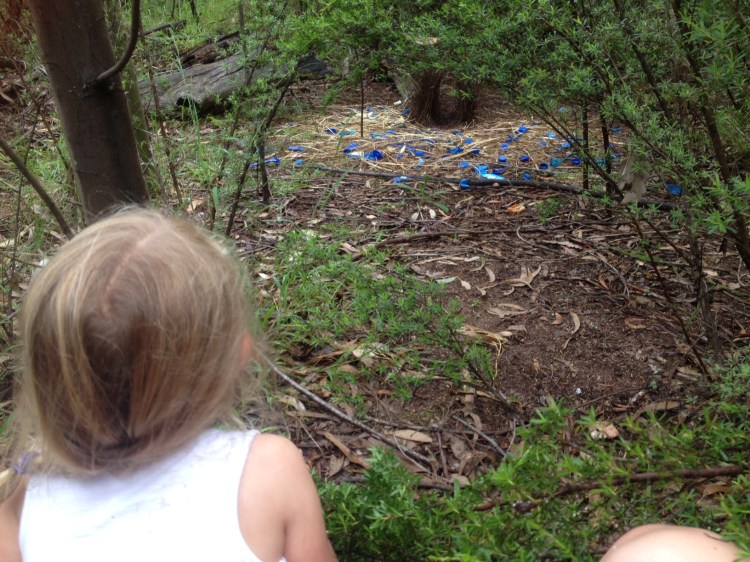 Not far from our camp, my parents discovered the bower of a Satin Bowerbird. The female was nesting above our camp so when they caught a glimpse of something blue just off a walking track, they checked it out and made this find.