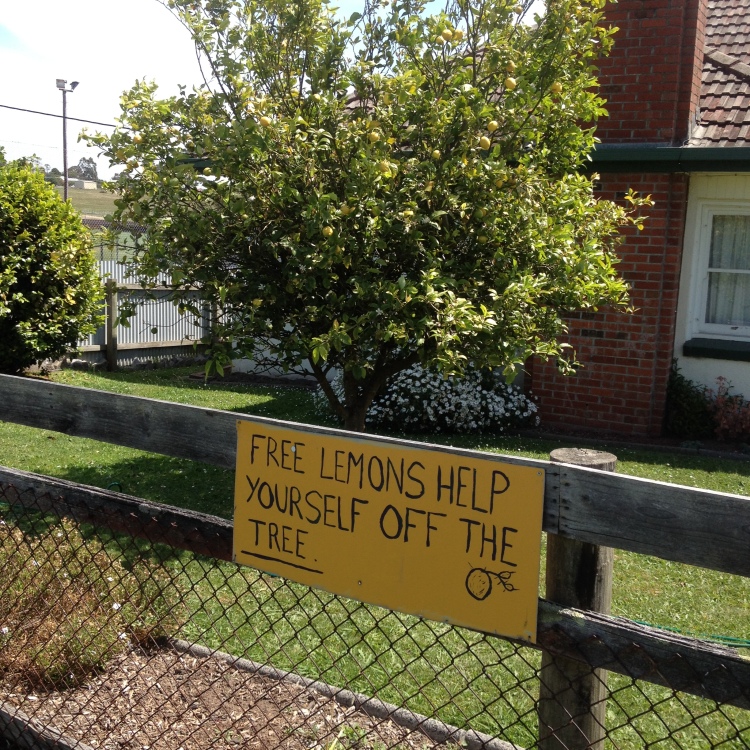Free lemons from someones yard