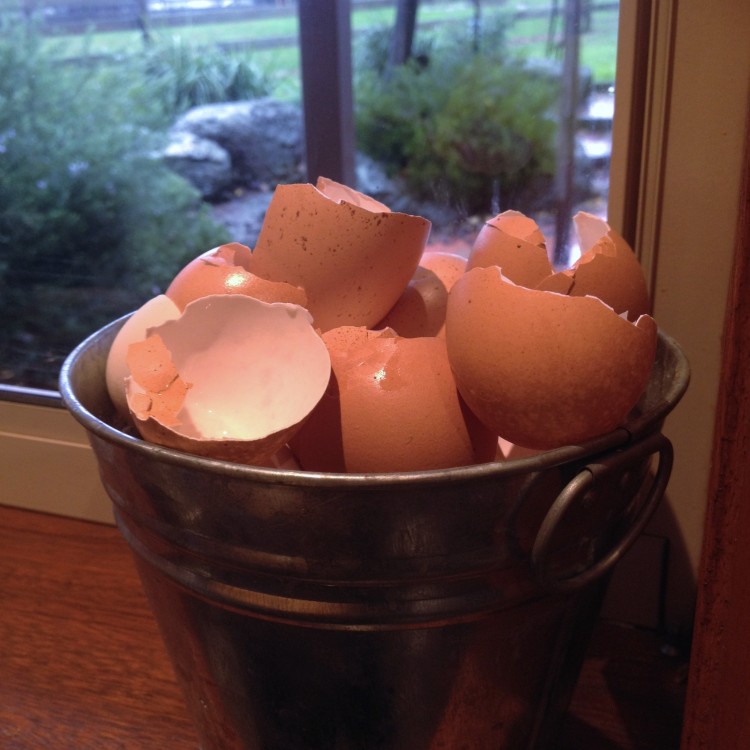 Egg shells drying on the window sill.