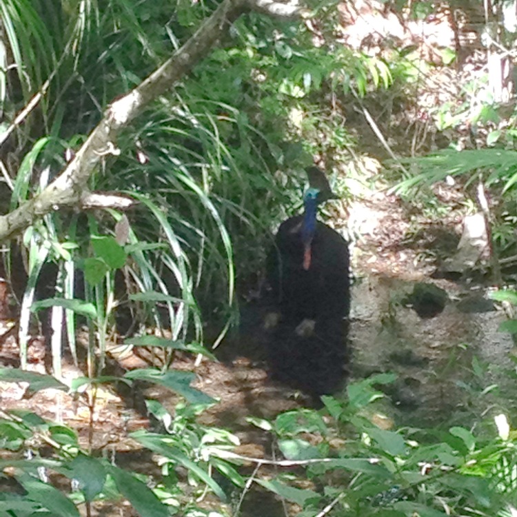 Wild cassowary drinking from the stream in the Daintree Rainforest, Queensland, Australia.
