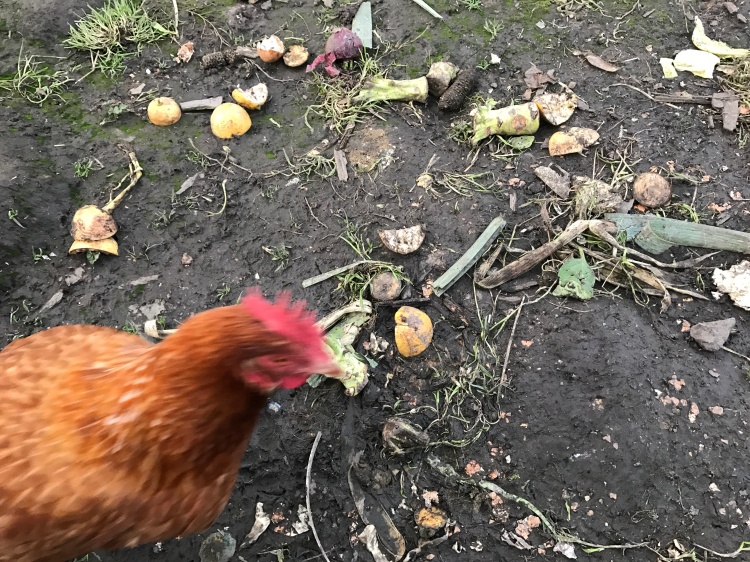 Food scraps in chicken yard.