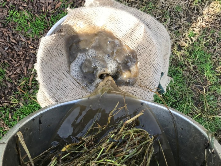 Making weed tea - strain the tea
