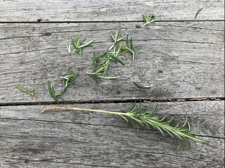 Rosemary bush cutting